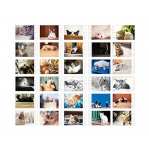 White Cardboard Pack of 30 Postcards Lovely Cat Theme Post Card
