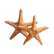 2 Counts Starfish Figurines Ocean Style Wall Hangings Orange
